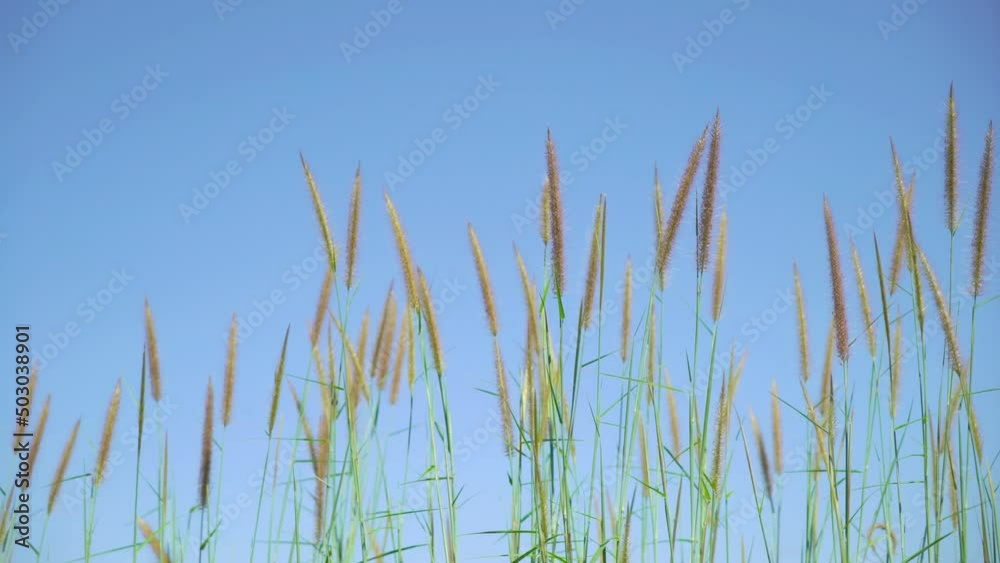 Flowers grass summer scene of reeds waving in the winds very sunny Flowers grass summer scene of reeds waving in the winds very sunny