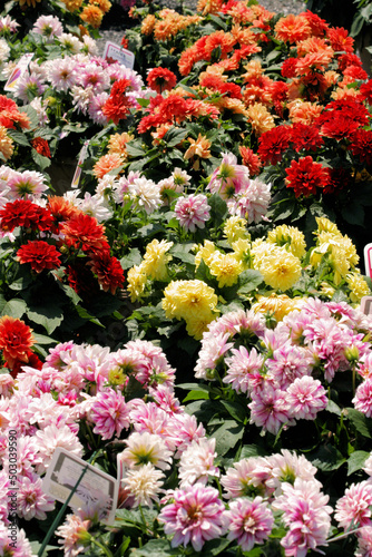 flowers in the garden