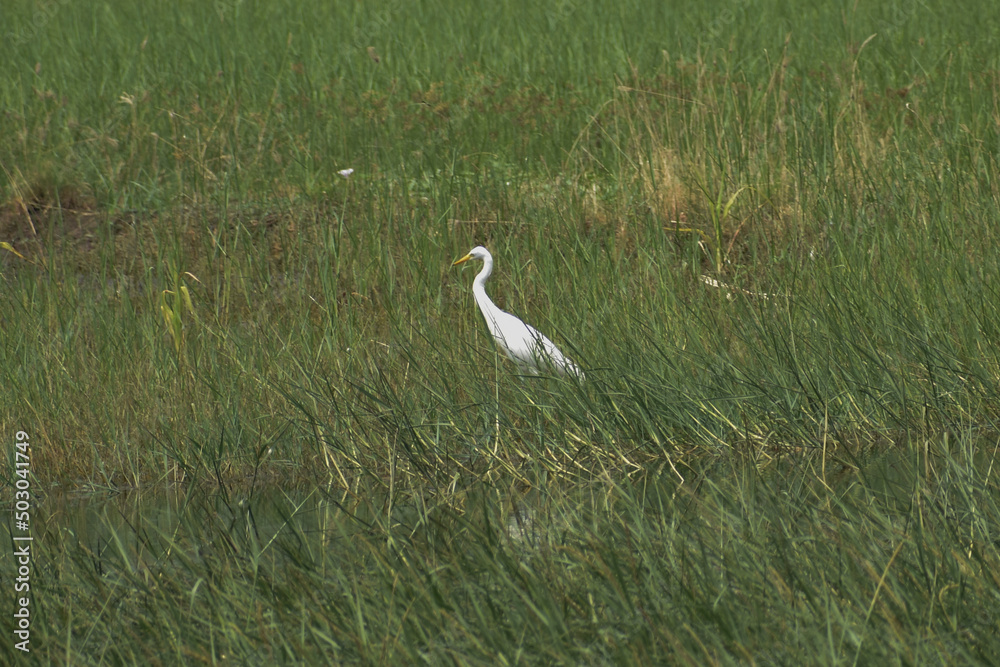 Fototapeta premium snowy egret in the grass
