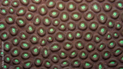 Fototapeta Naklejka Na Ścianę i Meble -  Detail of hard coral in brown. Closeup photo of the underwater life of a coral reef, perfect for texture or science background