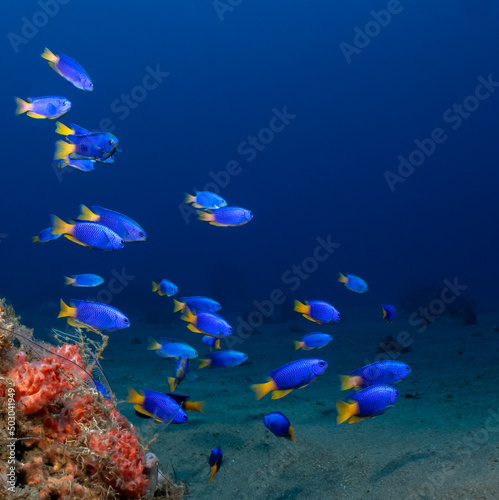 a group of blue fish with yellow tails swim in the sea on a blue background