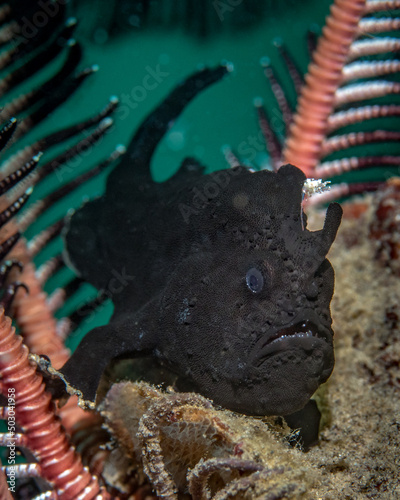Fotografiet Black color frog fish portrait