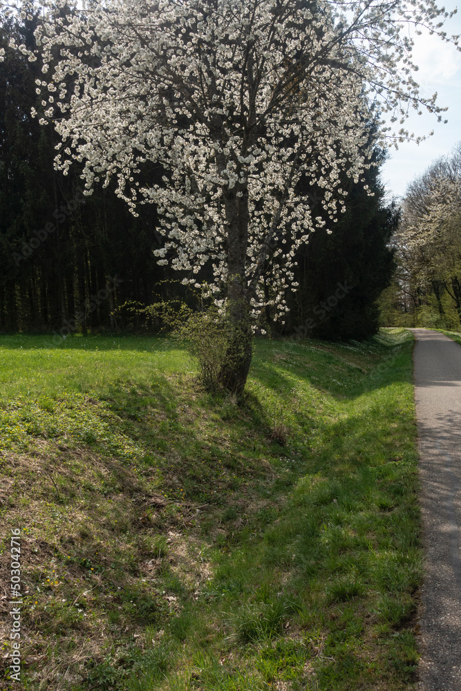 beautiful apple tree blossom in spring in south germany sunny afternoon beautiful apple tree blossom in spring in south germany sunny afternoon