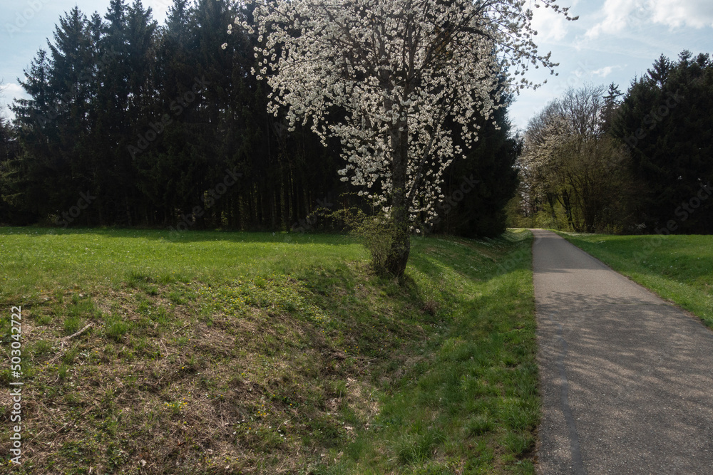 beautiful apple tree blossom in spring in south germany sunny afternoon