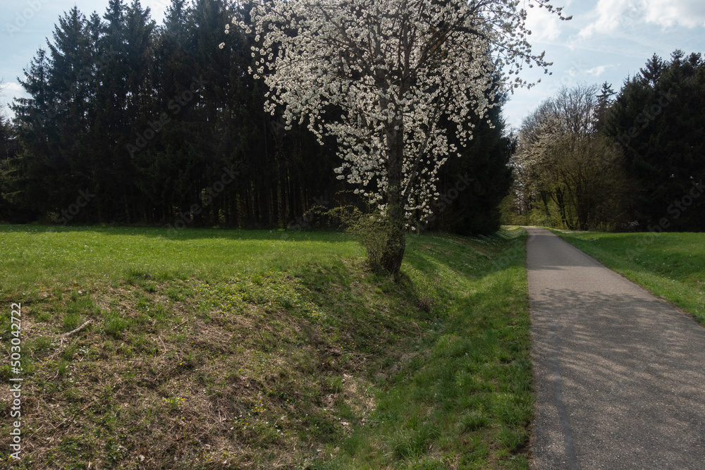 beautiful apple tree blossom in spring in south germany sunny afternoon beautiful apple tree blossom in spring in south germany sunny afternoon