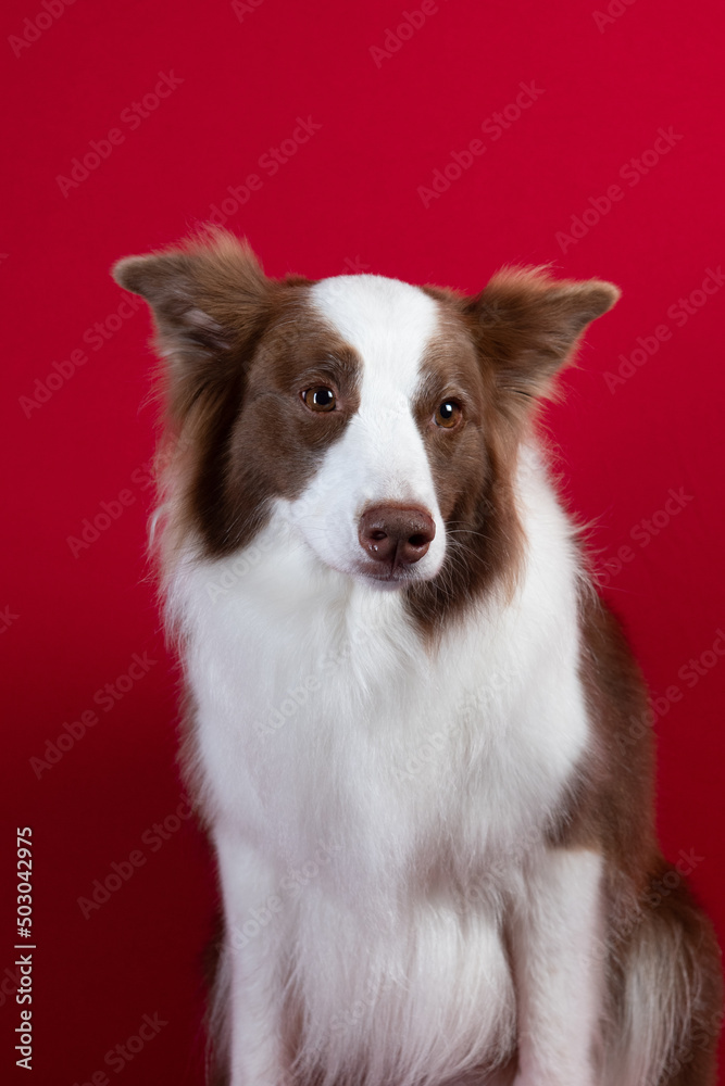 border collie portrait on red background