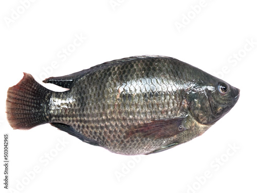 Single Nile Tilapia fish on white background. Tilapia fish is a famous and important domestic produce food in Thailand.