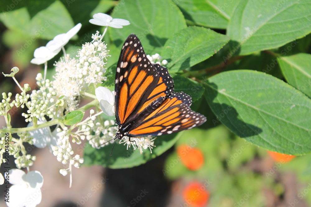 Obraz premium butterfly on a flower