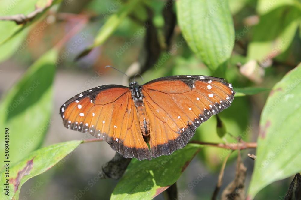 Obraz premium butterfly on leaf