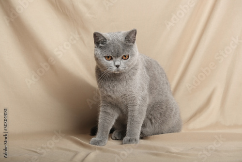 British Shorthair cat lying on white table.