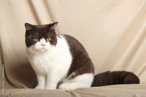 British Shorthair cat lying on white table.