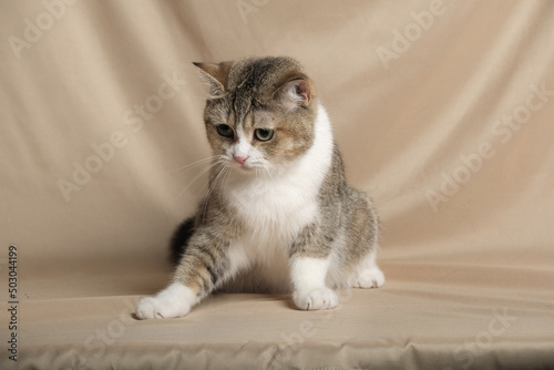 British Shorthair cat lying on white table.