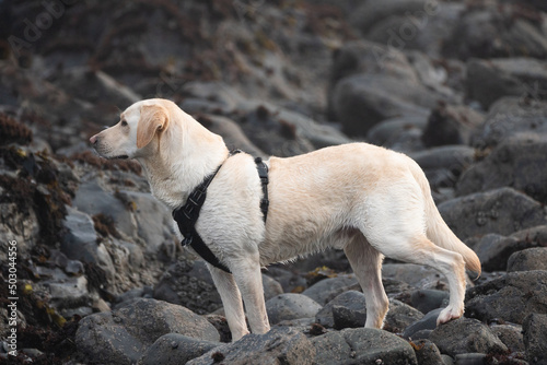 yellow labrador dog standing on boulders © MikeFusaro