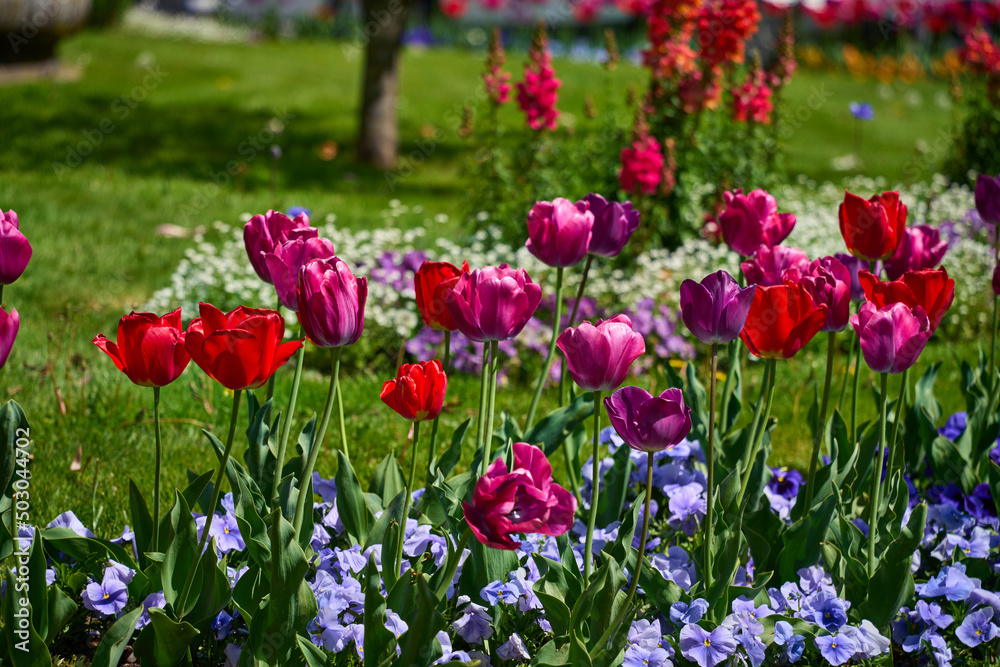 Garden with tulips in the foreground and common foxglove digitalis in the background