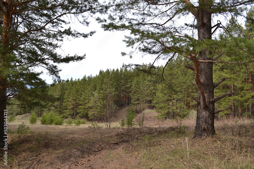 Fototapeta premium tree in the forest
