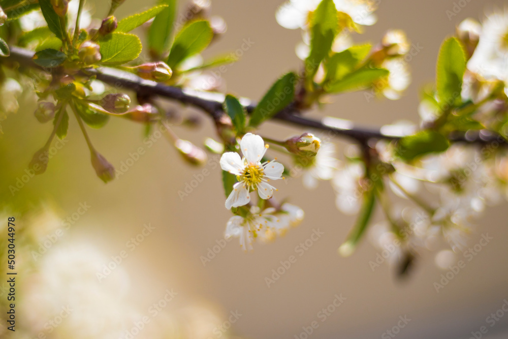 branch of flowering apple tree with flowers in the garden 4 branch of flowering apple tree with flowers in the garden 4