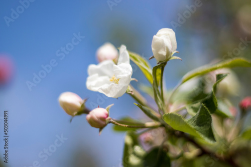 branch of flowering apple tree with flowers in the garden 1