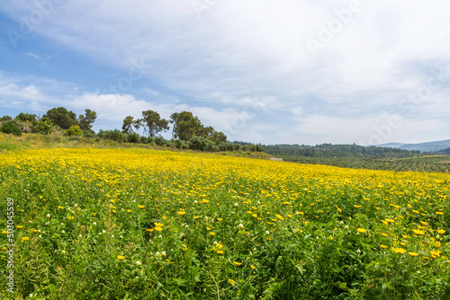 Spring flowering. Fields of yellow flowers. Trees and blue sky.