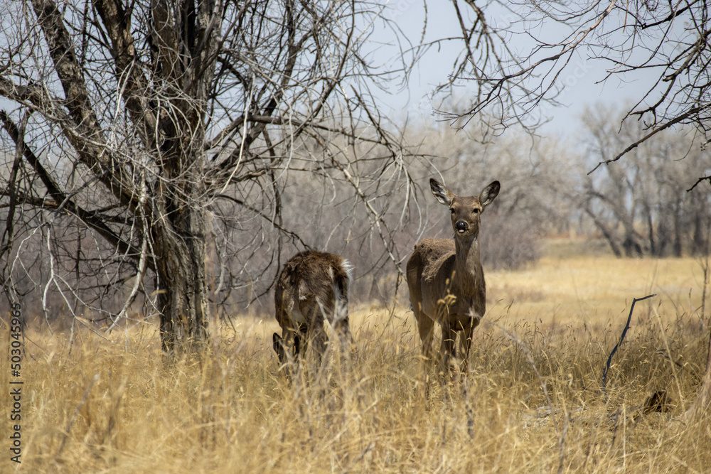 Fototapeta premium Two mule deer stand in the grasslands of Rocky Mountain Arsenal near Denver Colorado