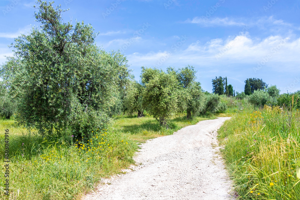 Garden of olive trees. Spring flowering. Wildflowers. Israel Garden of olive trees. Spring flowering. Wildflowers. Israel