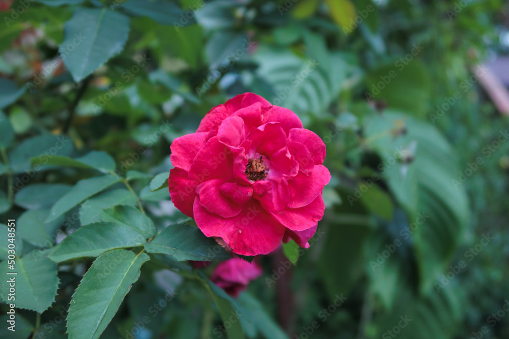 a bright floribunda rose in blossom 