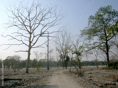 The leafless dry trees stands tall at Buxa Tiger Reserve (BTR) and National Park at Alipurduar in West Bengal. The BTR was created and constituted in 1986 and covers the area of 760 km (290 sq km).