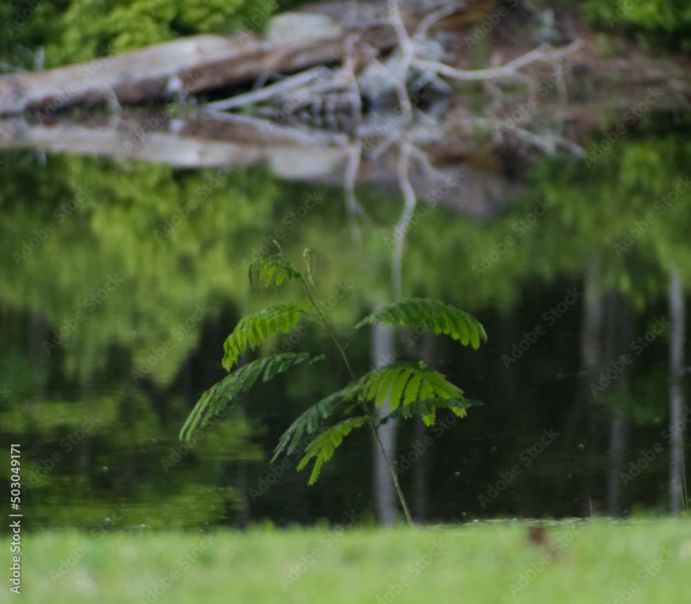 water in the forest