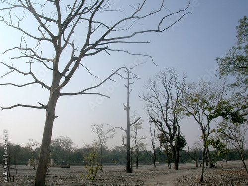 The leafless dry trees stands tall at Buxa Tiger Reserve (BTR) and National Park at Alipurduar in West Bengal. The BTR was created and constituted in 1986 and covers the area of 760 km (290 sq km). photo