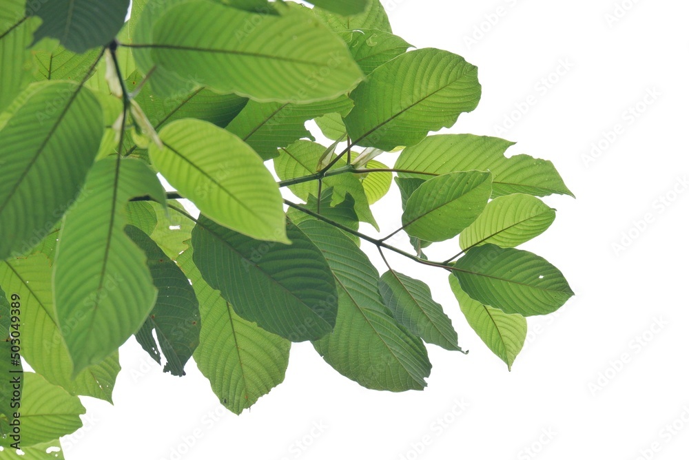 Close-up young Kratom leaves with branches on white isolated background for green foliage backdrop Close-up young Kratom leaves with branches on white isolated background for green foliage backdrop
