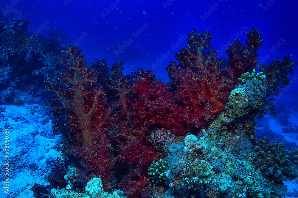 Naklejka premium tropical sea underwater background diving ocean