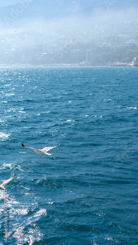 Seascape with a flying white gull