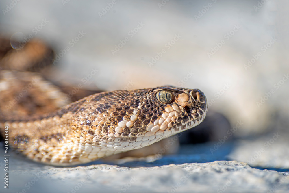 close up of a snake close up of a snake