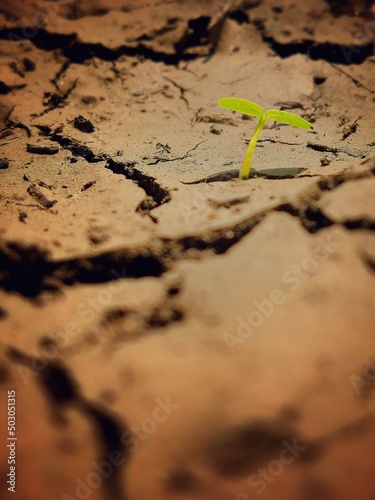 plant growing on soil (trying to survive)