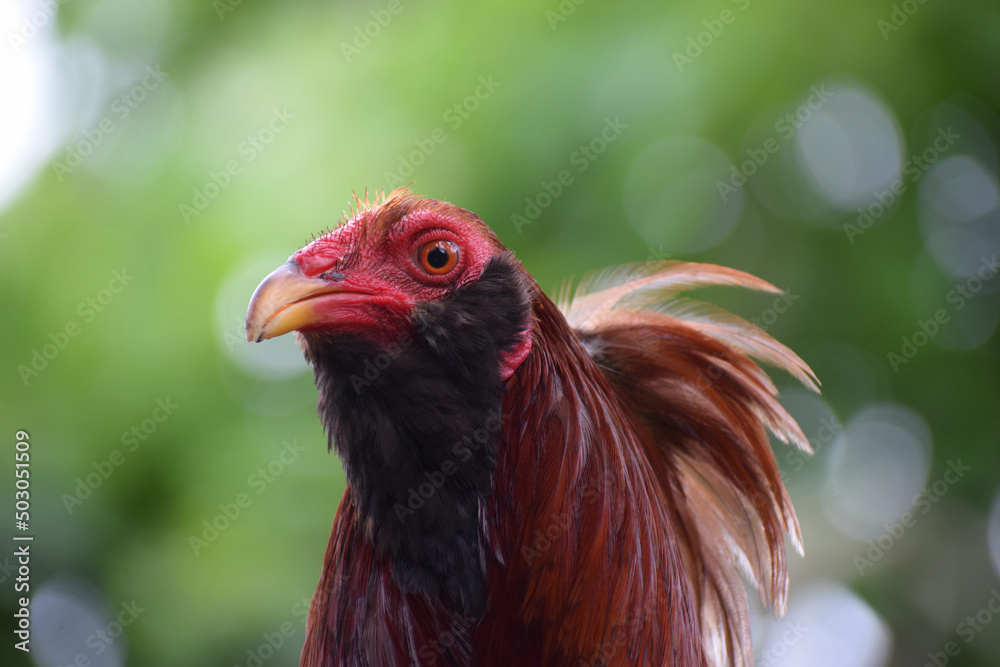 Big rooster in the Philippines