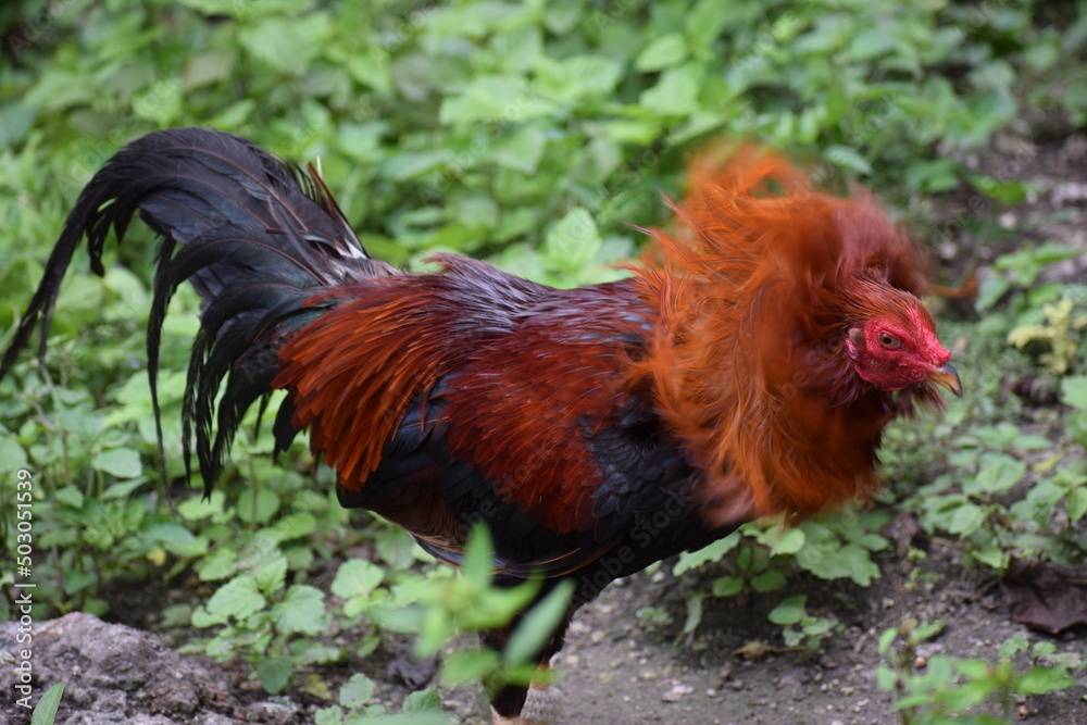 Big rooster in the Philippines Big rooster in the Philippines