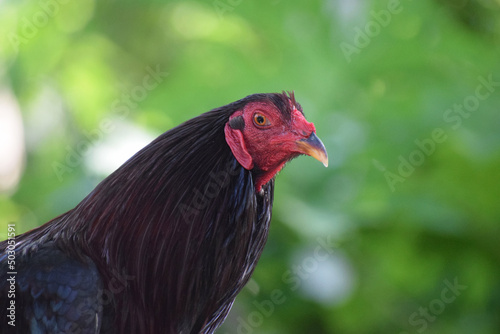 Big rooster in the Philippines