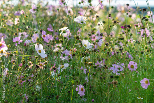 Cosmos flowers, many small white and violet flowers on a meadow.