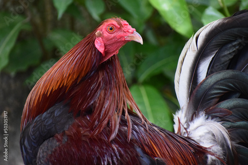 Foto Big rooster in the Philippines