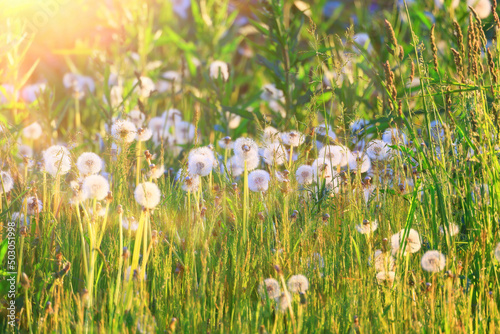 fluffy dandelions in a field flowers sunlight field nature