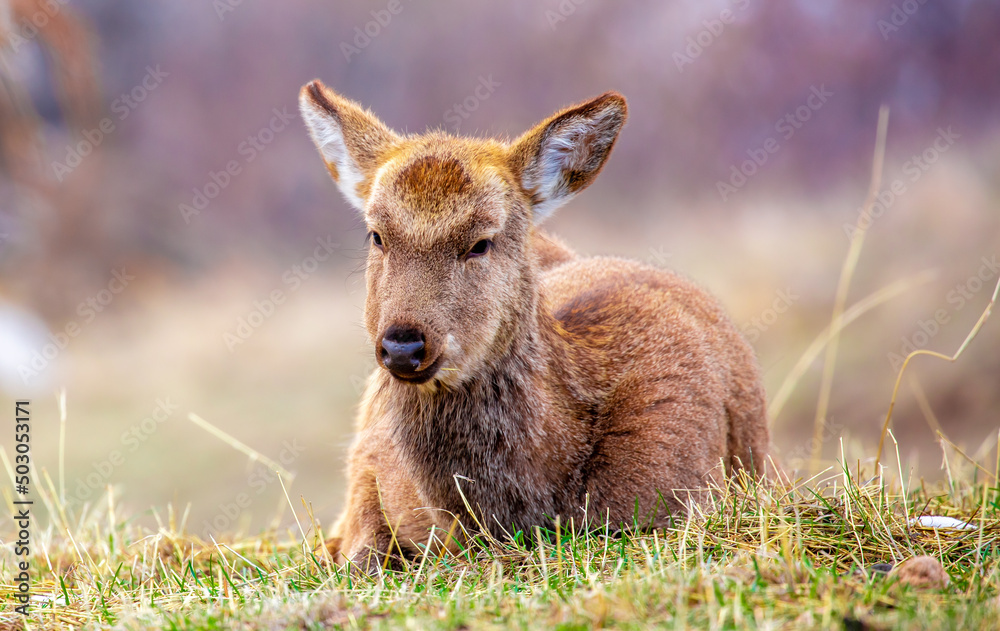 Fototapeta premium Beautiful spotted deer in the mountains against the background of green grass and snow. Fairytale spring landscape with wild animals.