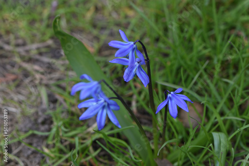spring crocus flowers