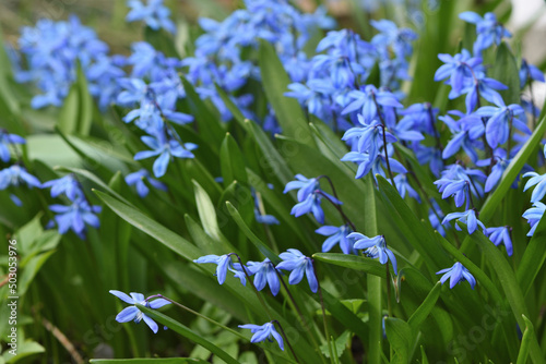 blue flowers in the garden
