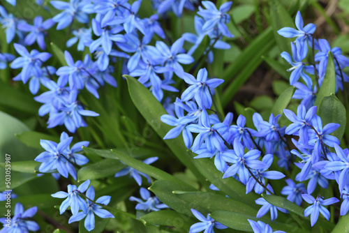 blue flowers in the garden