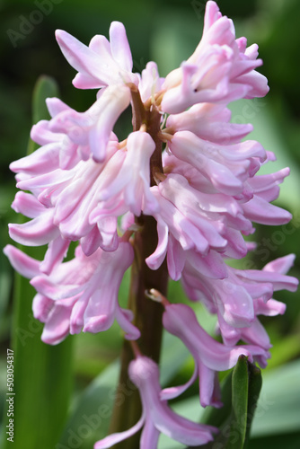 bee on pink flower