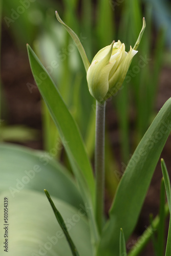 bud of a tulip