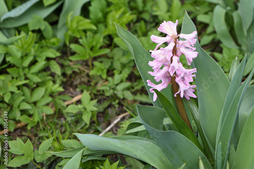 flowers in a garden