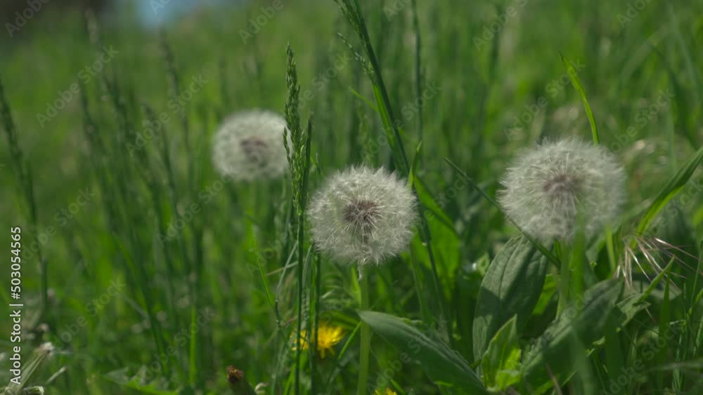 Dandelions and green grass. Nature on spring Dandelions and green grass. Nature on spring