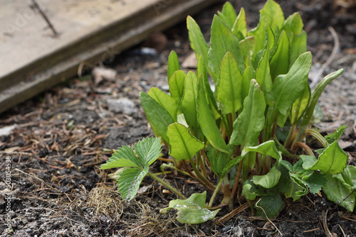 plant in the ground