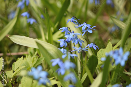 blue flowers