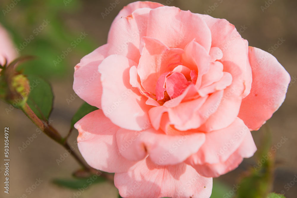 Obraz premium バラ